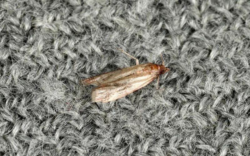 How to Get Rid of Carpet Moths?